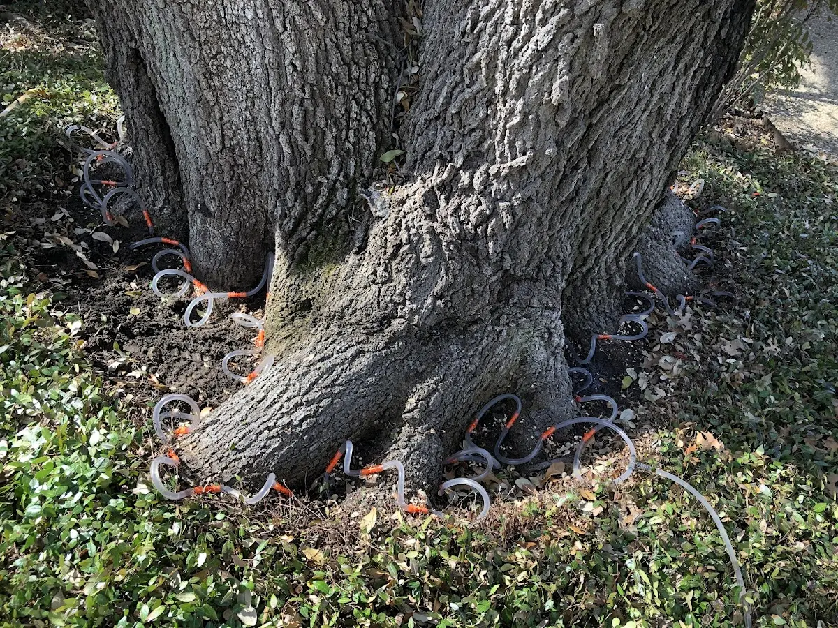 Detailed Tree Cabling and Bracing job site in Earlton